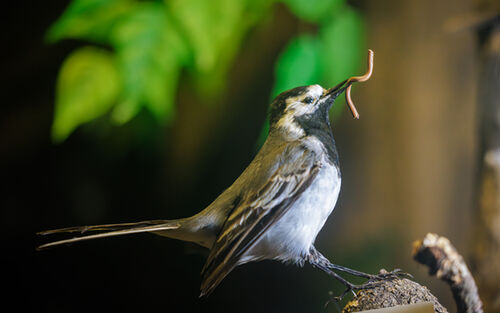 Vogelmuseum 5544 Verbessert Rr